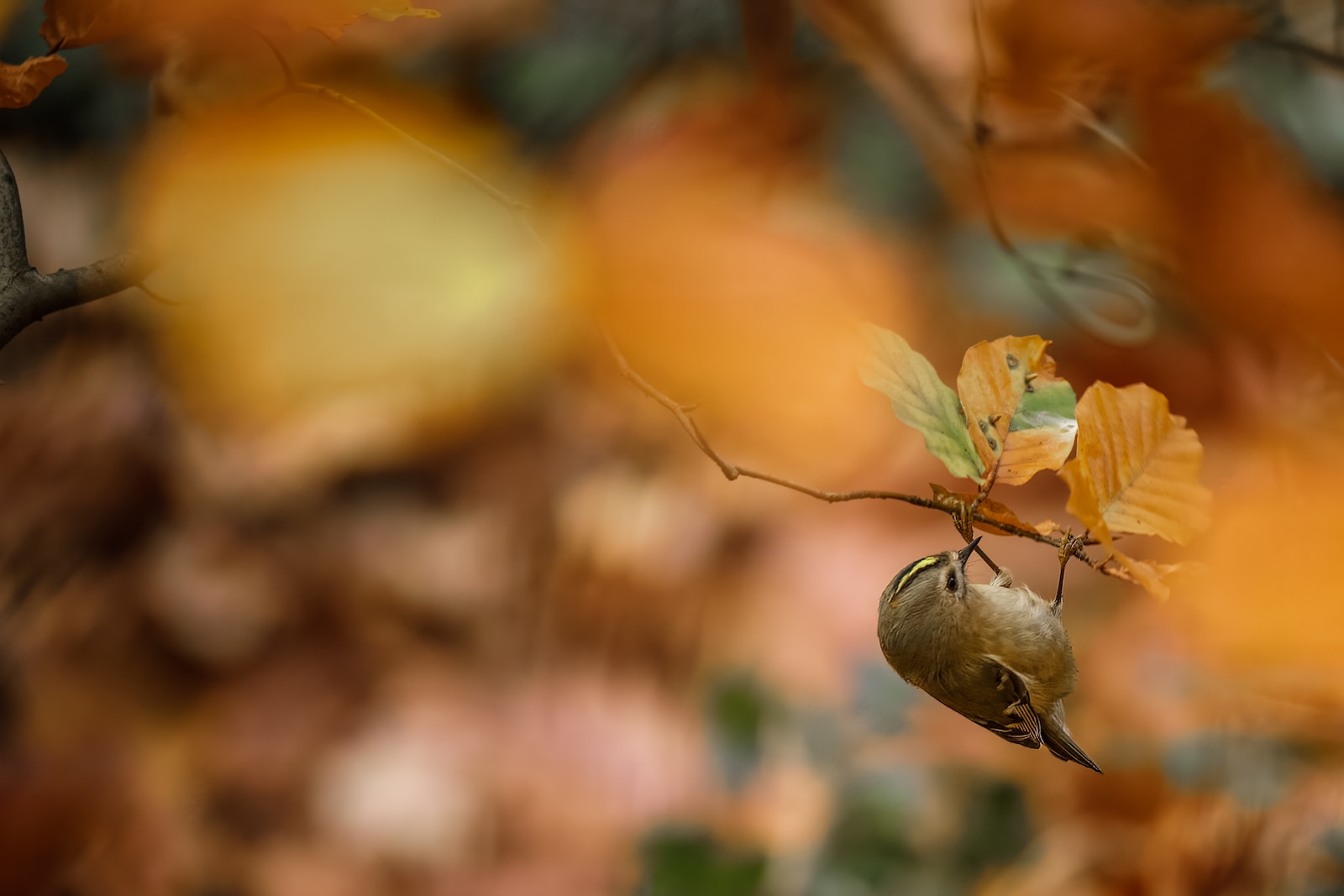 
									Brown Sparrow in Forest